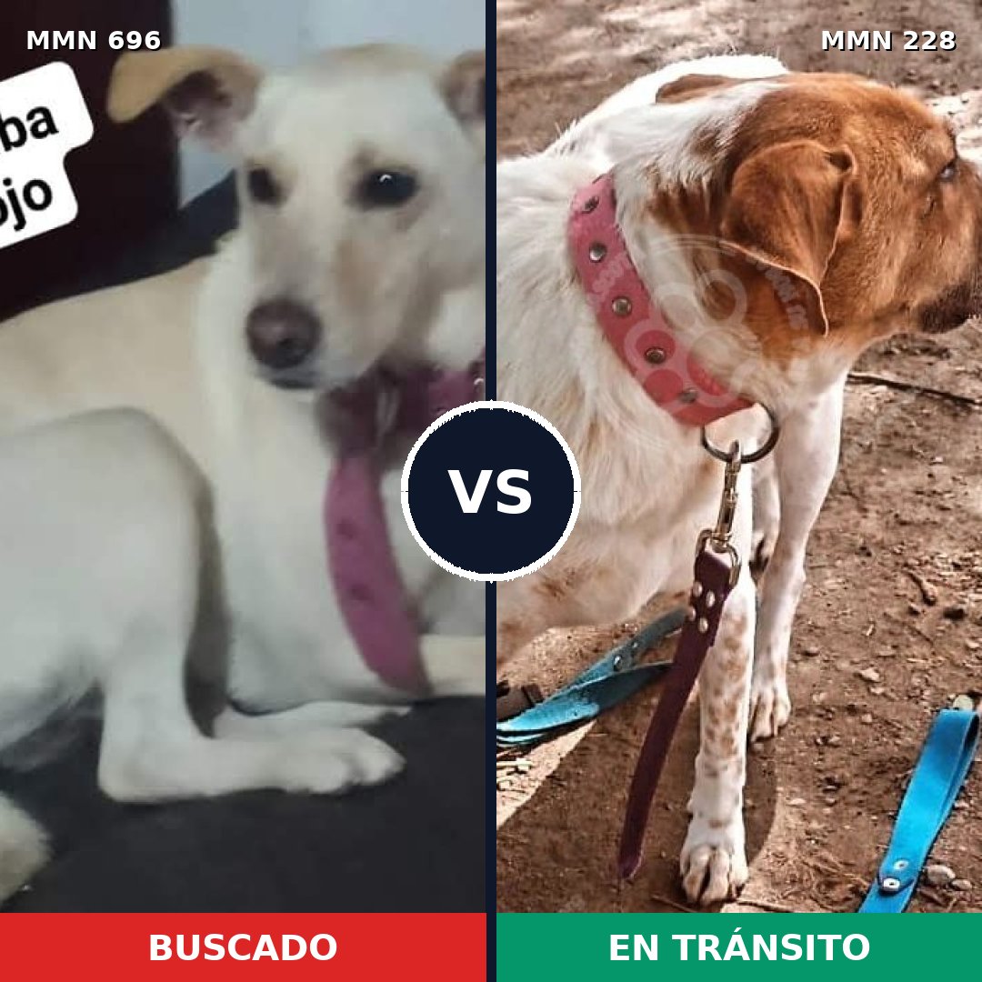 Comparativa MMS 9989: mascota perdida y mascota encontrada, 37% de similitud