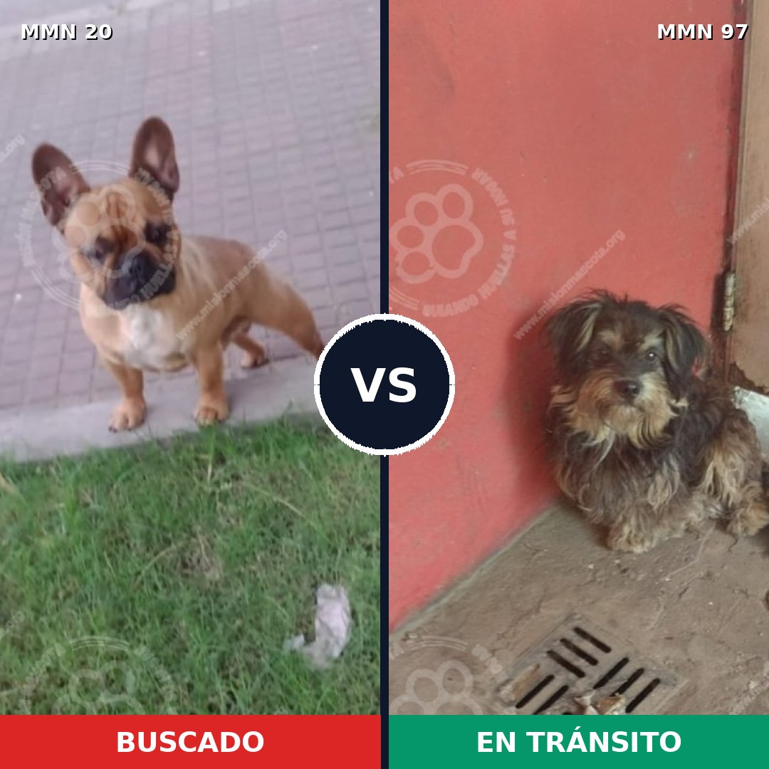 Comparativa MMS 999: mascota perdida y mascota encontrada, 48% de similitud