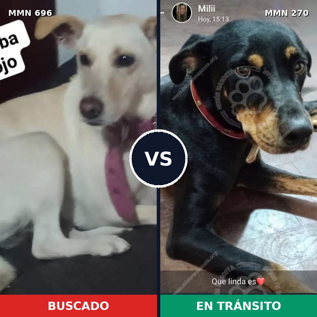 Comparativa MMS 9992: mascota perdida y mascota encontrada, 28% de similitud