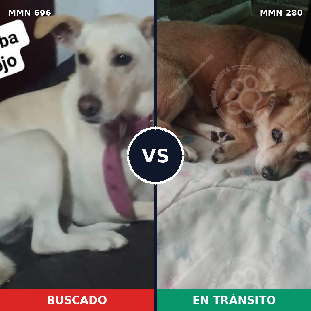 Comparativa MMS 9993: mascota perdida y mascota encontrada, 15% de similitud