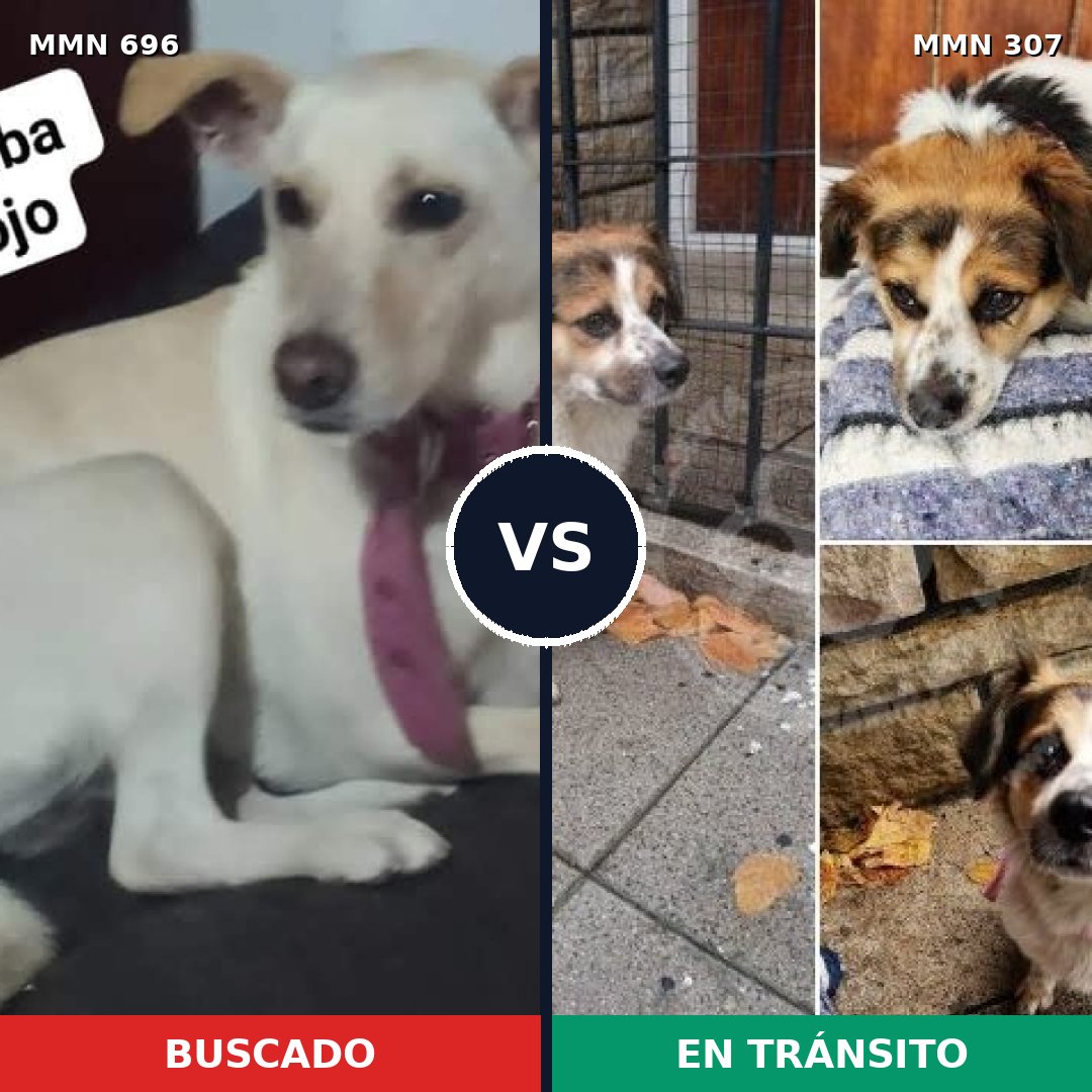 Comparativa MMS 9994: mascota perdida y mascota encontrada, 32% de similitud