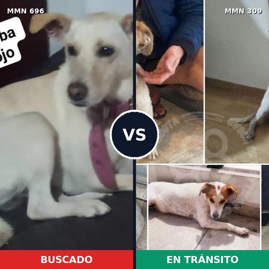 Comparativa MMS 9995: mascota perdida y mascota encontrada, 32% de similitud