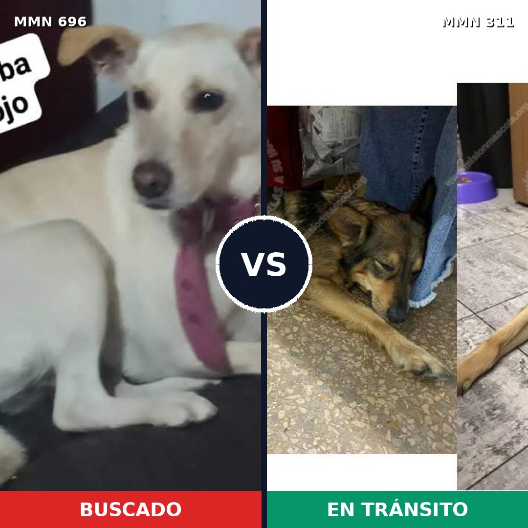 Comparativa MMS 9996: mascota perdida y mascota encontrada, 32% de similitud
