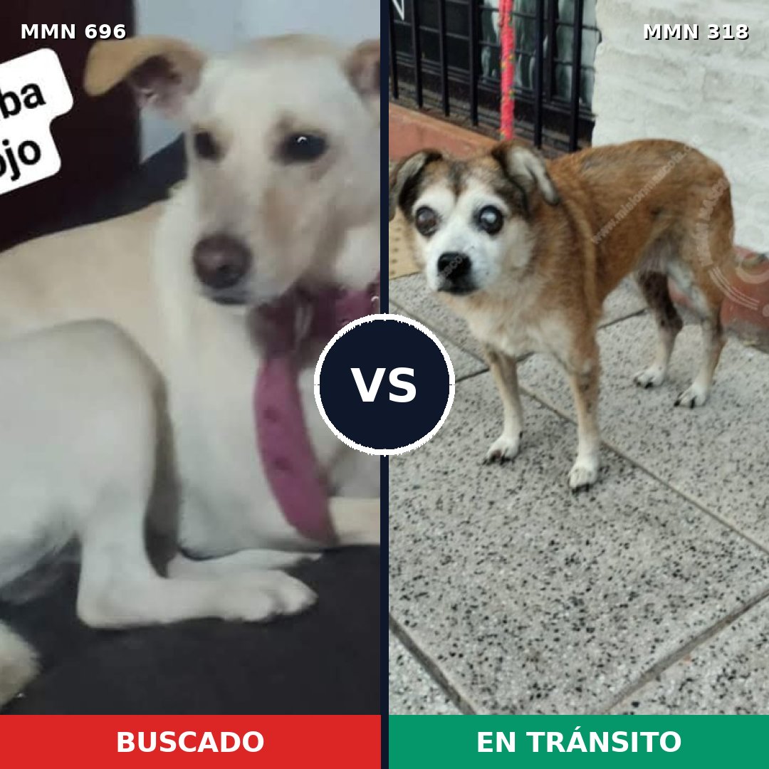 Comparativa MMS 9997: mascota perdida y mascota encontrada, 21% de similitud
