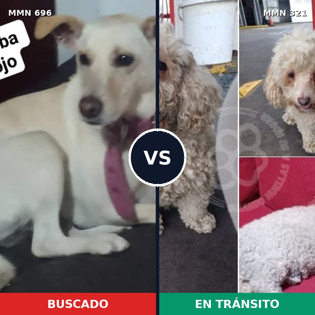 Comparativa MMS 9998: mascota perdida y mascota encontrada, 40% de similitud