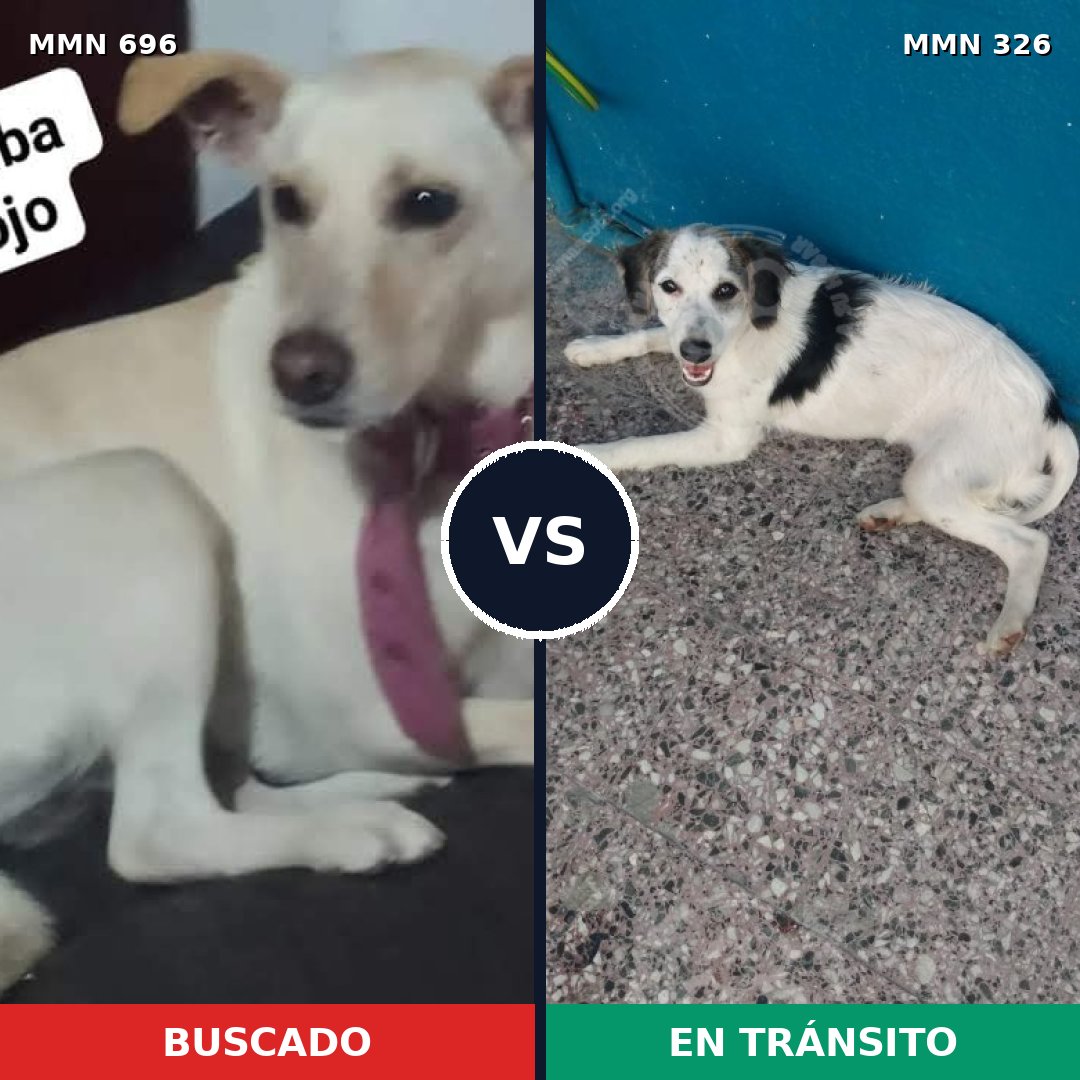 Comparativa MMS 9999: mascota perdida y mascota encontrada, 35% de similitud