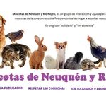 Perfil de Instagram de mascotasdeneuquenyrionegro