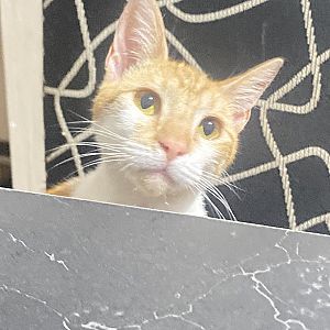 Foto de Mascota Extraviada