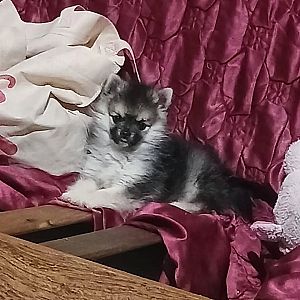 Foto de Mascota Extraviada
