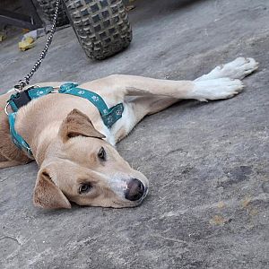 Foto de Mascota Extraviada