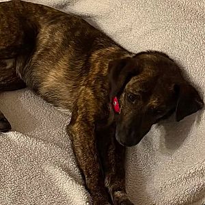 Foto de Mascota Extraviada