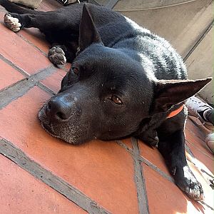 Foto de Mascota Encontrada