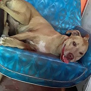 Foto de Mascota Extraviada