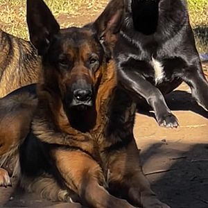 Foto de Mascota Extraviada