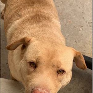 Foto de Mascota Extraviada