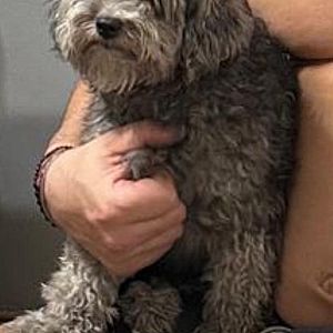 Foto de Mascota Extraviada