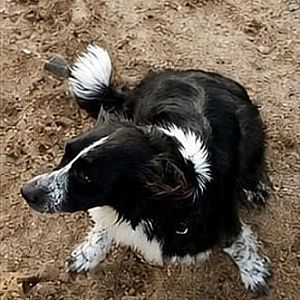 Foto de Mascota Extraviada