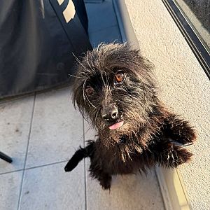 Foto de Mascota Encontrada