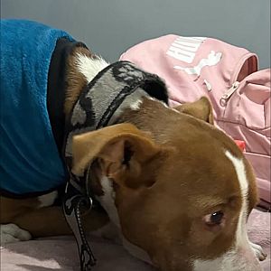 Foto de Mascota Extraviada