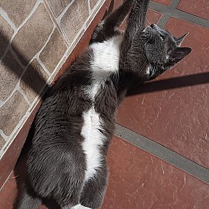 Foto de Mascota Extraviada