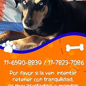 Foto de Mascota Extraviada