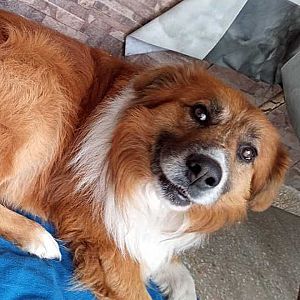 Foto de Mascota Encontrada