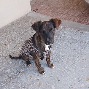 Foto de Mascota Encontrada