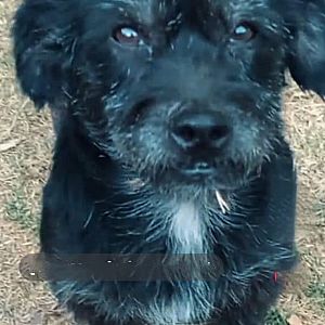 Foto de Mascota Extraviada