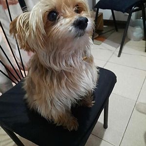 Foto de Mascota Encontrada