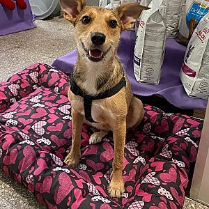 Foto de Mascota Extraviada