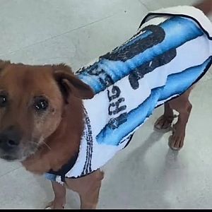Foto de Mascota Encontrada