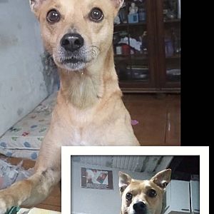 Foto de Mascota Extraviada