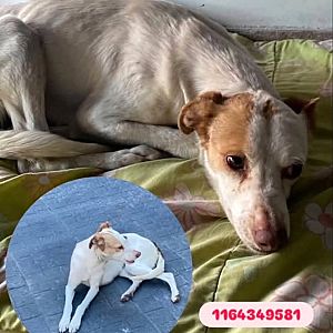 Foto de Mascota Encontrada