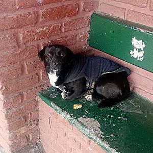 Foto de Mascota Encontrada