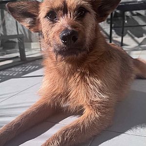 Foto de Mascota Encontrada