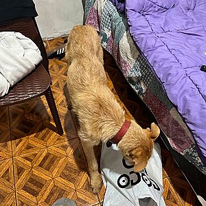 Foto de Mascota Encontrada
