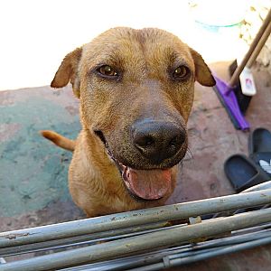 Foto de Mascota Extraviada