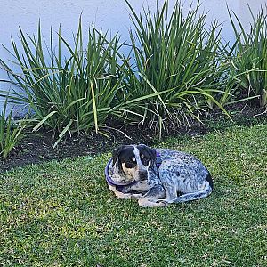 Foto de Mascota Encontrada