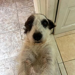 Foto de Mascota Extraviada