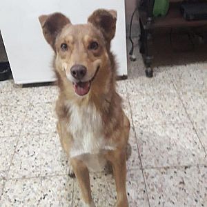 Foto de Mascota Extraviada