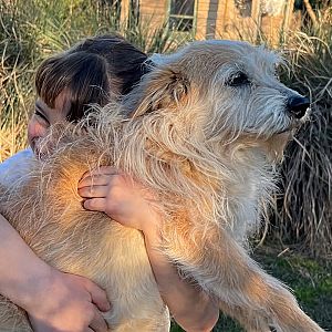 Foto de Mascota Extraviada