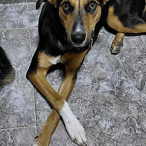 Foto de Mascota Extraviada