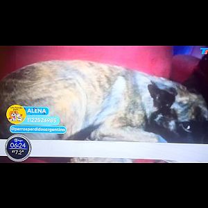 Foto de Mascota Extraviada