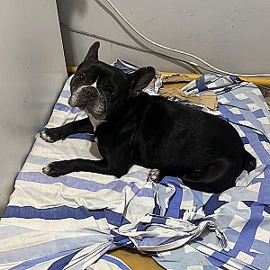 Foto de Mascota Extraviada