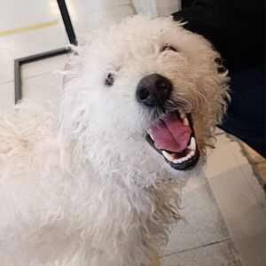 Foto de Mascota Encontrada