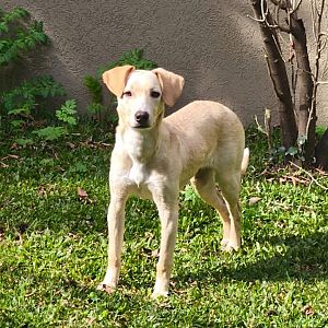 Foto de Mascota Encontrada
