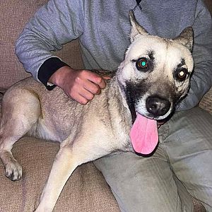 Foto de Mascota Encontrada