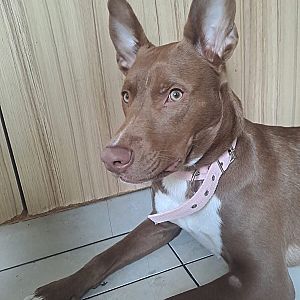 Foto de Mascota Encontrada