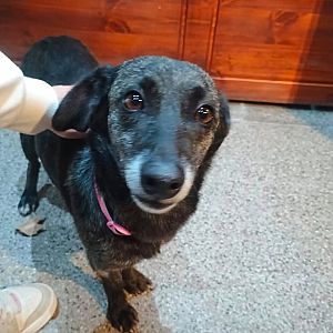 Foto de Mascota Encontrada