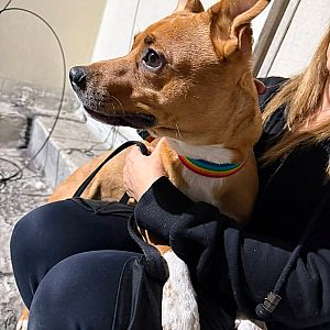 Foto de Mascota Encontrada